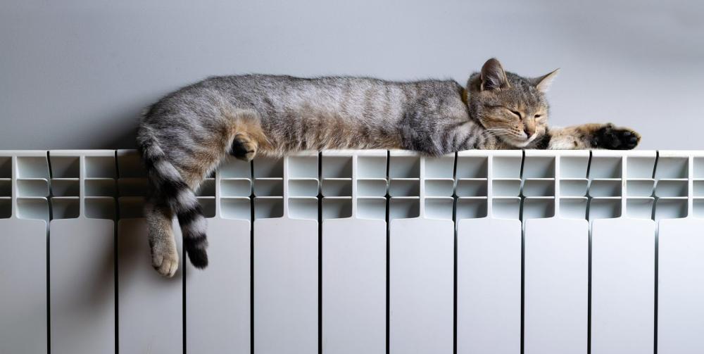 Chat qui profite d’un radiateur idéalement chauffé